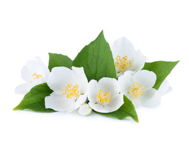istock Flowers of jasmine with jasmine leafs 931764928