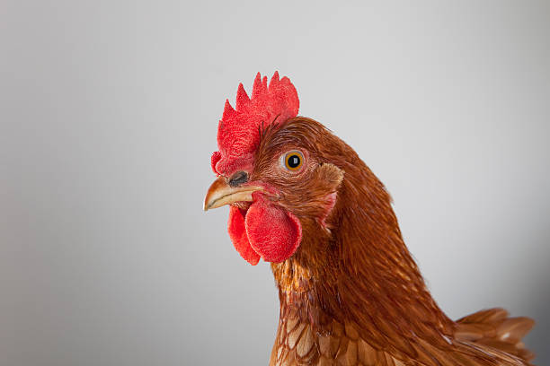 Frango, close-up, com espaço para texto - foto de acervo