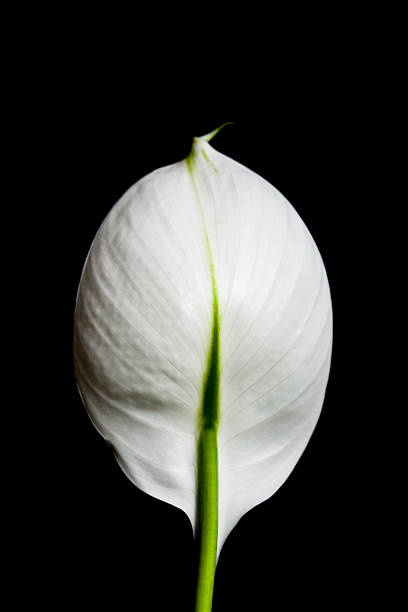 White Flower stock photo