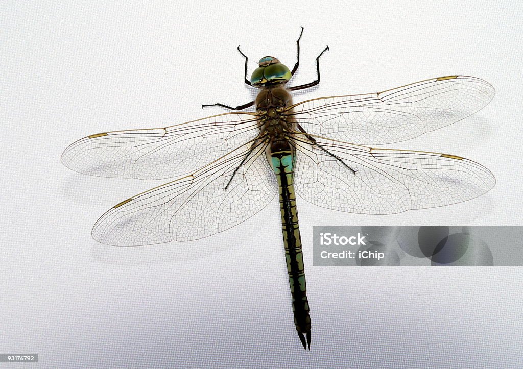 Dragonfly  Animal Stock Photo