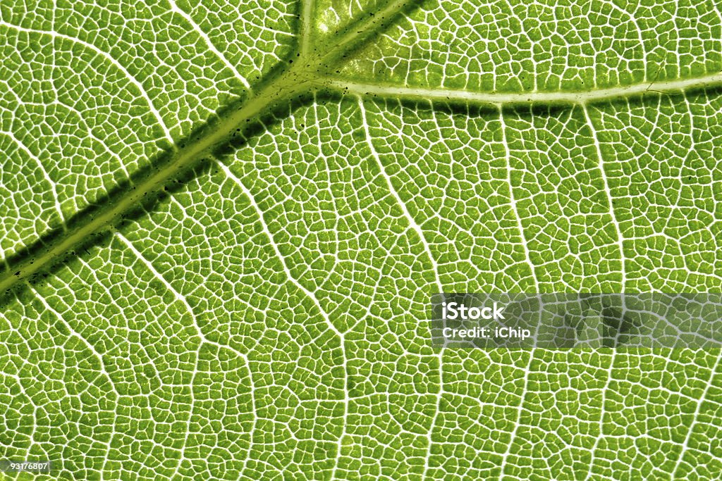 vein of the leaf 2  Abstract Stock Photo