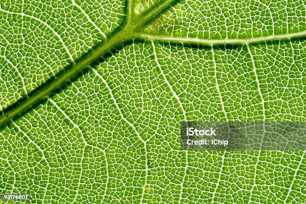 Vein Of The Leaf 2 Stock Photo - Download Image Now - Abstract, Backgrounds, Beauty In Nature