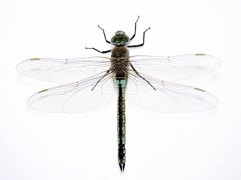 Close shot of a Libellula quadrimaculata, known in Europe as the four-spotted chaser.