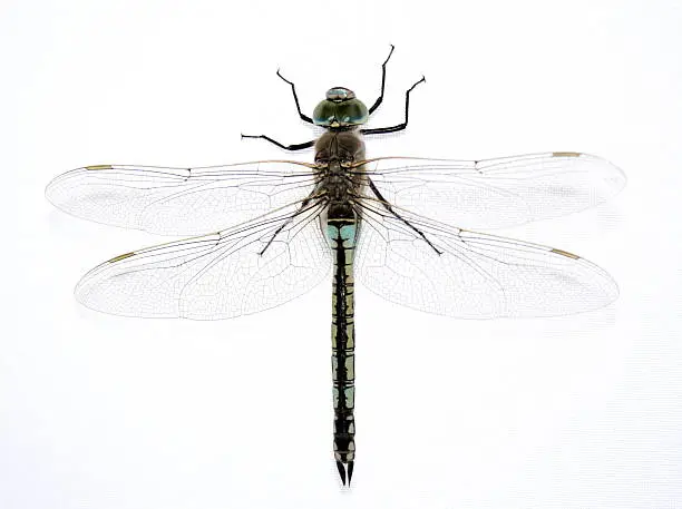 Photo of dragonfly 2