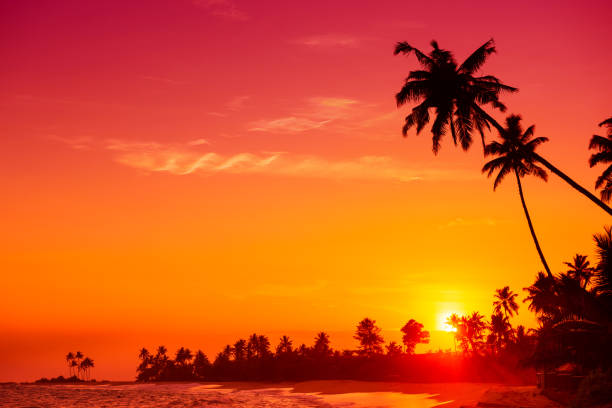 istock Palms silhouettes at summer warm sunset 931768902