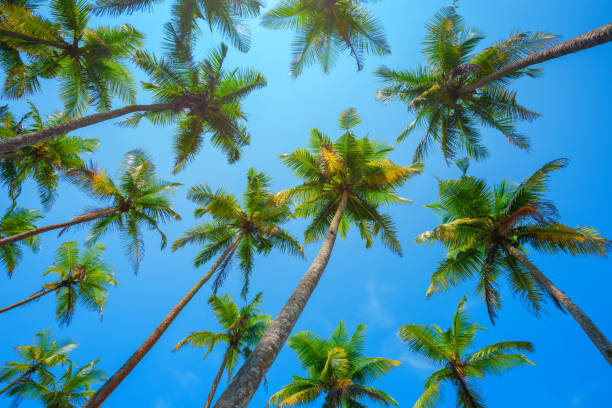 istock Tropical palms at clear summer day 931769210