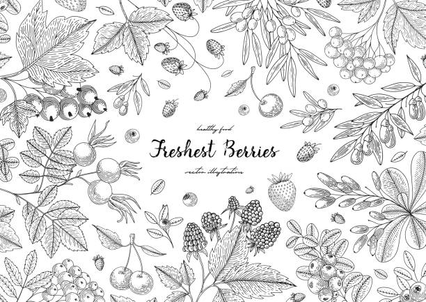 ilustrações de stock, clip art, desenhos animados e ícones de hand drawn illustration frame with currant, rose hip, goji berries, raspberry, and etc. summer or autumn template design for label, design menu, recipes, poster, packaging design, wrapping paper - raspberry fruit pattern berry fruit