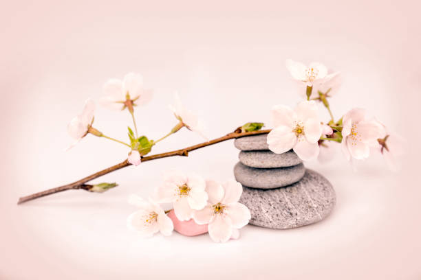 istock Cherry tree flower branch and pebbles, zen composition 931769620