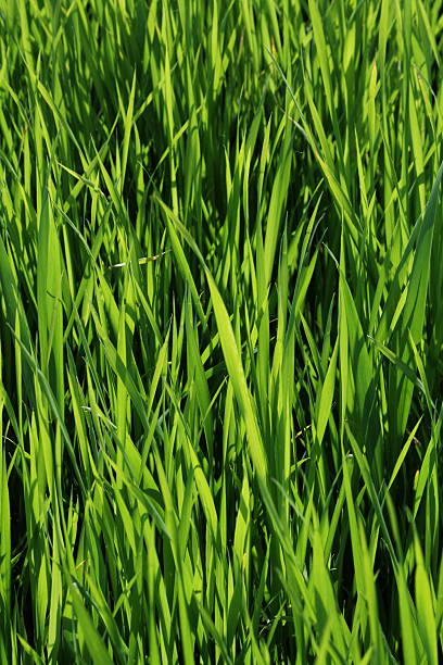 Cтоковое фото зеленая трава