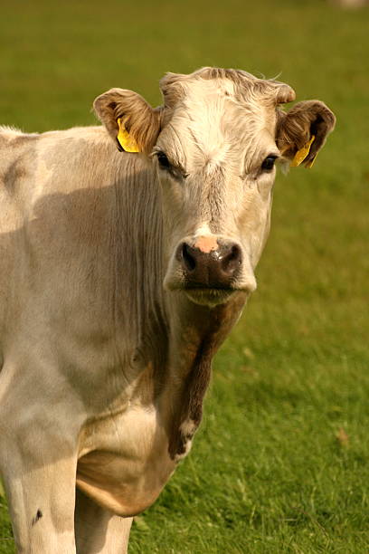 white cow portrait   stock photo