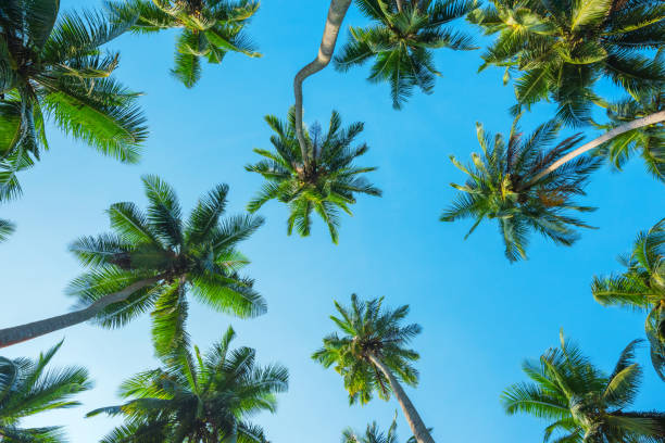 istock Tropical palms at clear summer day 931771950