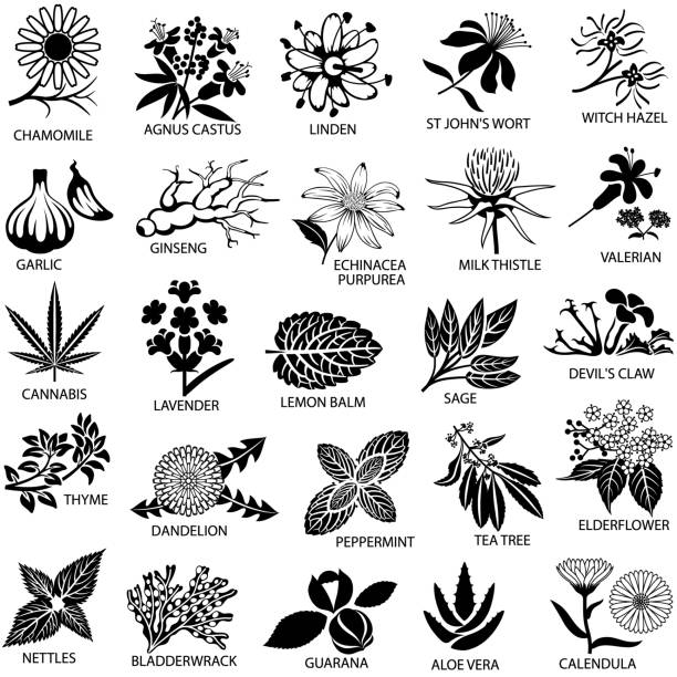 ilustraciones, imágenes clip art, dibujos animados e iconos de stock de conjunto de iconos de hierbas medicinales - herbal medicine herb sage spice