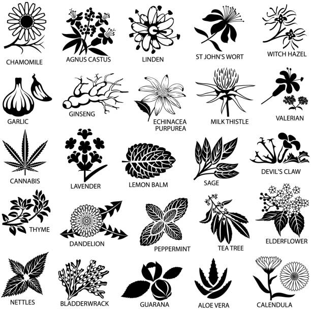zestaw ikon ziół leczniczych - chamomile chamomile plant herbal medicine flower stock illustrations