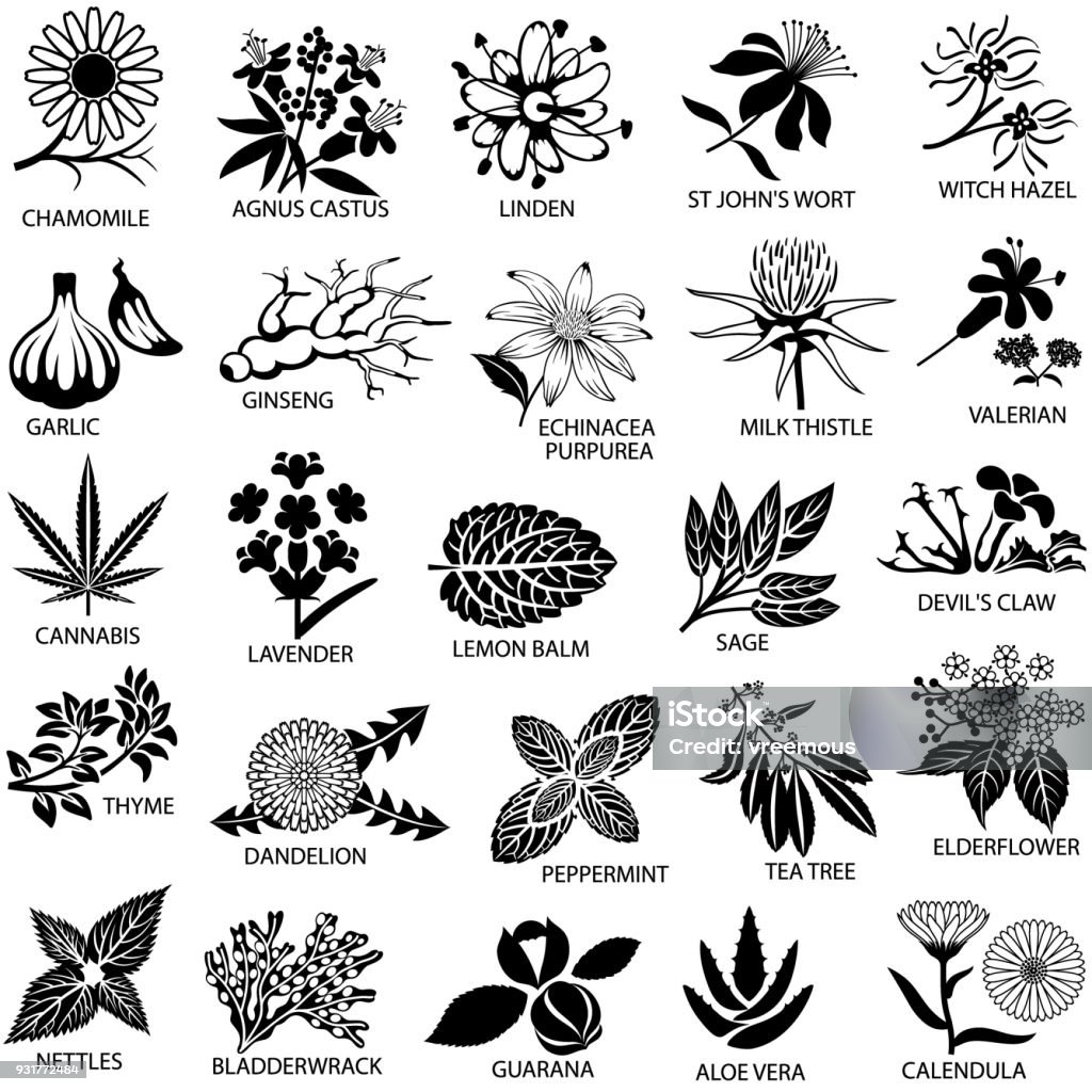 Medicinal Herbs Icons Set Single colour icons of herbs commonly used for medicinal purposes. Isolated. Icon Symbol stock vector