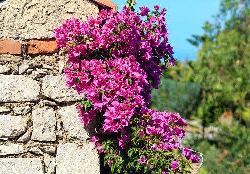 Taormina city pink Bougainvillea flowers scene, Sicily, Italy