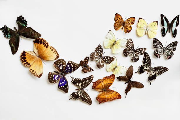 istock Variety of Butterflies 931778352