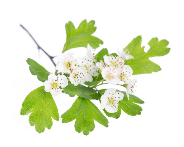 healing plants: Hawthorn (Crataegus monogyna) flowers and leaves on white background stock photo