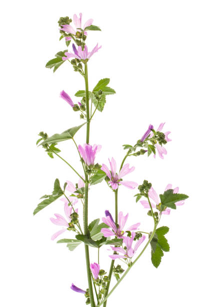 Mallow (Malva sylvestris) plant against white background stock photo