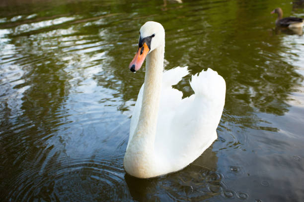 istock White swan in a lake, close up 931782904