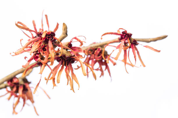 istock Healing plants: witch-hazel (Hamamelis vernalis) twig with red / yellow blossoms isolated on white background 931785044