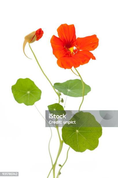Nasturtium Open And Closed Flower With Leaves Isolated On White Background Stock Photo - Download Image Now