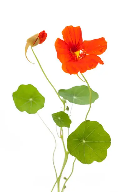 Nasturtium (Tropaeolum majus) open and closed flower with leaves isolated on white background