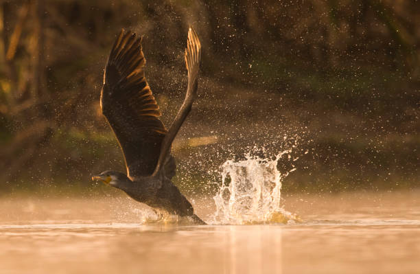 istock Silhouette Of Great Cormorant at Sunrise 931785382