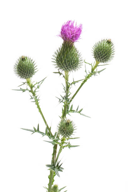 wegdistel (blütenstandsboden acanthoides) - direkt vor weißem hintergrund - purple thistle stock-fotos und bilder