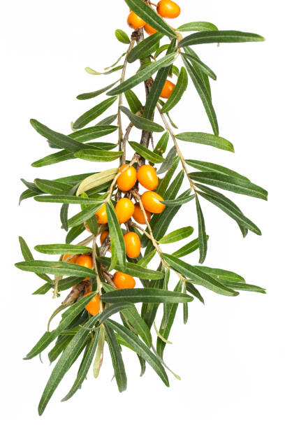 branch of buckthorn (Hippophae rhamnoides) with orange berries on white background stock photo
