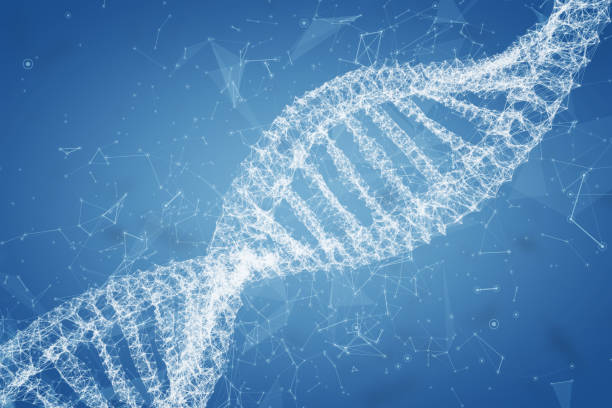 3 차원 투명 dna 모델 - 나선구조 뉴스 사진 이미지