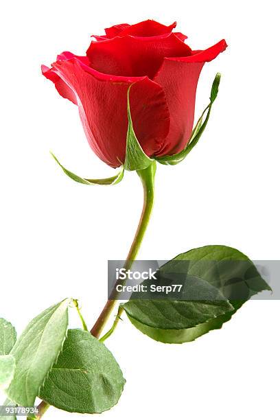 A Single Red Rose With Leaves On A White Background Stock Photo - Download Image Now