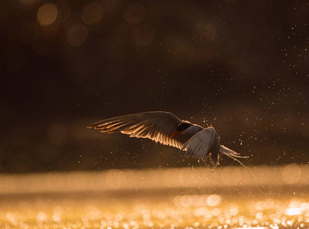 istock The River tern  hunting at sunrise 931792202
