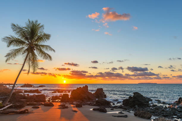 istock Palm Tree Sunset in Costa Rica 931794778