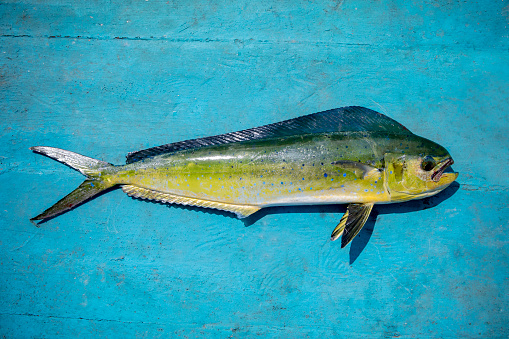 beautiful color and full body of common dolphinfish on blue wooden floor