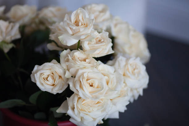 istock A bouquet of white roses in a vase 931799846