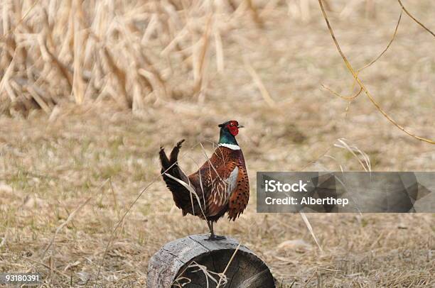 Pheasent - Fotografie stock e altre immagini di Animale selvatico - Animale selvatico, Caccia - Sport con animali, Cacciare