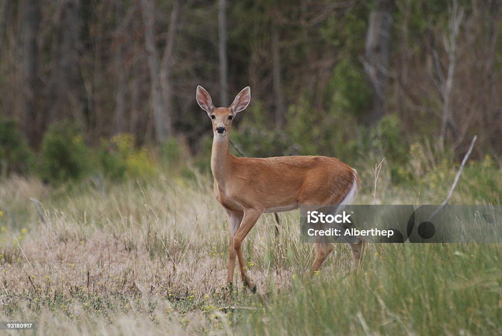 Veado (Doe - Royalty-free Animal selvagem Foto de stock