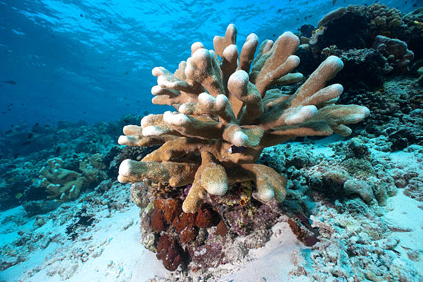 istock Beautiful Hardcoral Acropora palifera at reef slope, Rons Point, Bunaken 93181133