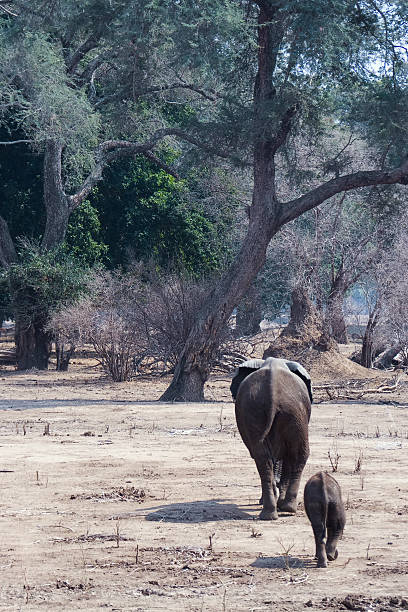 istock elephant calf following mum 93181194