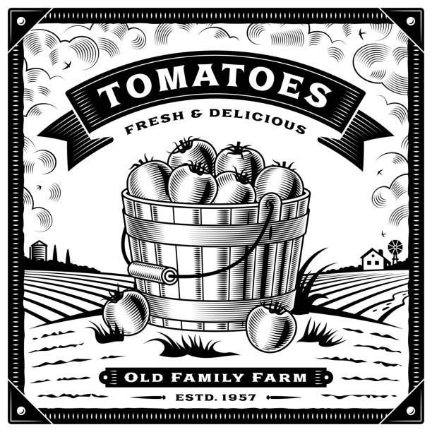 ilustrações, clipart, desenhos animados e ícones de rótulo de colheita de tomate retrô com paisagem preto e branco - farm vegetable black landscape