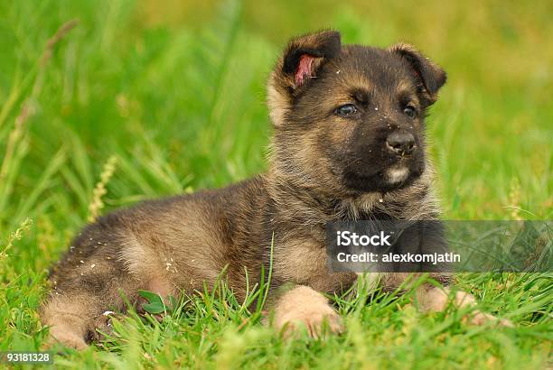 ドイツ羊飼い - ジャーマンシェパードのストックフォトや画像を多数ご用意 - ジャーマンシェパード, 子犬, イヌ科