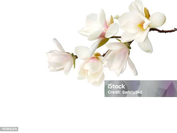 Magnolia Blume Stockfoto und mehr Bilder von Blume - Blume, Weiß, Magnolien