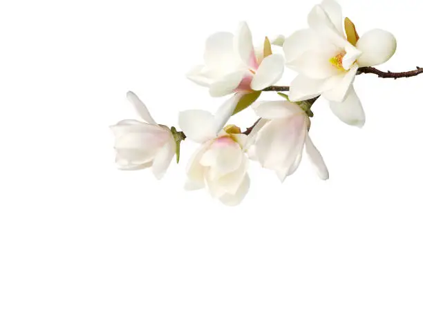 Magnolia flower isolated on white  background.