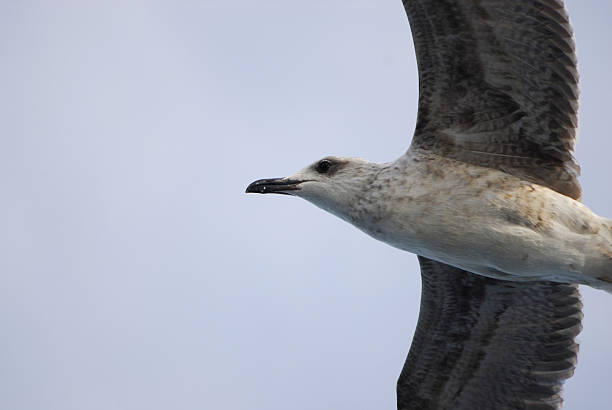 sea gull stock photo