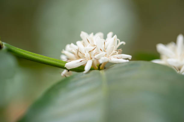istock Blooming white Coffee flower on tree in North of thailand 931820420