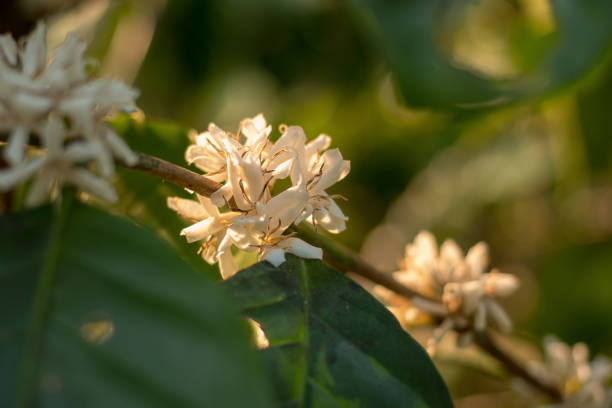 istock Blooming white Coffee flower on tree in North of thailand 931820498