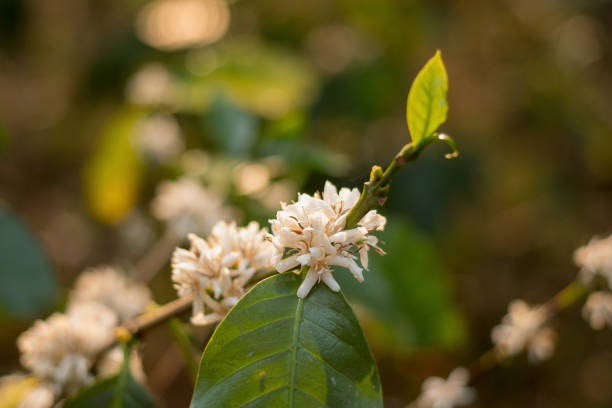 istock Blooming white Coffee flower on tree in North of thailand 931820512