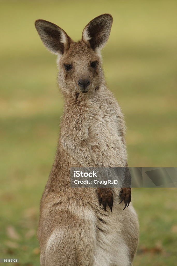 Kangaroo - Foto de stock de Animal selvagem royalty-free