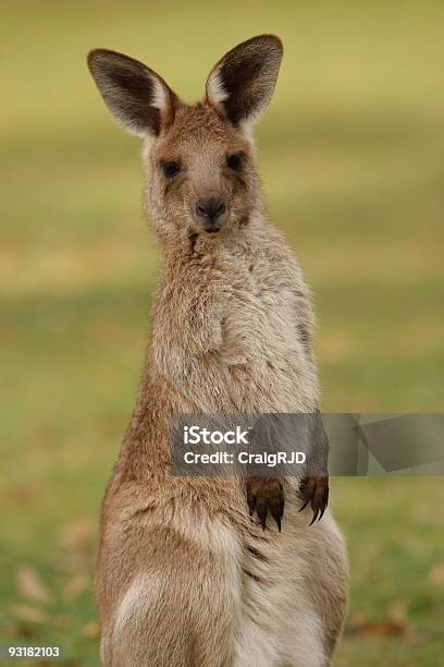 Foto de Kangaroo e mais fotos de stock de Animal selvagem - Animal selvagem, Austrália, Canguru