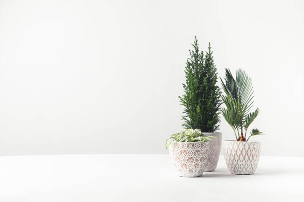 istock beautiful green home plants growing in decorative pots on white 931821318